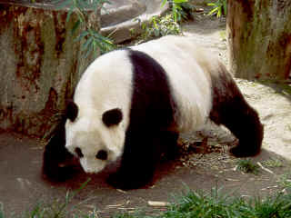 R3-35-Panda.jpg (151944 bytes)