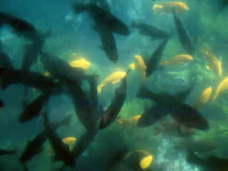 R4-20-UnderwaterFish.jpg (96721 bytes)